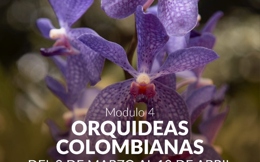 MODULO ORQUIDEAS COLOMBIANAS(terapia floral)